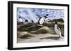 Rockhopper Penguin Hopping up and down the cliffs. Falkland Islands-Martin Zwick-Framed Photographic Print