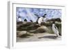 Rockhopper Penguin Hopping up and down the cliffs. Falkland Islands-Martin Zwick-Framed Photographic Print