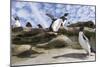 Rockhopper Penguin Hopping up and down the cliffs. Falkland Islands-Martin Zwick-Mounted Photographic Print