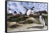 Rockhopper Penguin Hopping up and down the cliffs. Falkland Islands-Martin Zwick-Framed Stretched Canvas