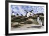 Rockhopper Penguin Hopping up and down the cliffs. Falkland Islands-Martin Zwick-Framed Photographic Print