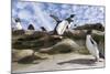 Rockhopper Penguin Hopping up and down the cliffs. Falkland Islands-Martin Zwick-Mounted Photographic Print