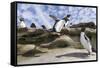 Rockhopper Penguin Hopping up and down the cliffs. Falkland Islands-Martin Zwick-Framed Stretched Canvas