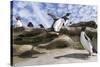 Rockhopper Penguin Hopping up and down the cliffs. Falkland Islands-Martin Zwick-Stretched Canvas