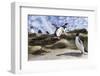 Rockhopper Penguin Hopping up and down the cliffs. Falkland Islands-Martin Zwick-Framed Photographic Print