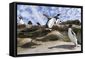 Rockhopper Penguin Hopping up and down the cliffs. Falkland Islands-Martin Zwick-Framed Stretched Canvas