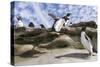 Rockhopper Penguin Hopping up and down the cliffs. Falkland Islands-Martin Zwick-Stretched Canvas