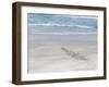 Rockhopper Penguin Landing as a Group, Crossing the Wet Beach-Martin Zwick-Framed Photographic Print