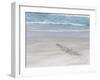 Rockhopper Penguin Landing as a Group, Crossing the Wet Beach-Martin Zwick-Framed Photographic Print
