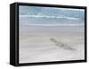 Rockhopper Penguin Landing as a Group, Crossing the Wet Beach-Martin Zwick-Framed Stretched Canvas