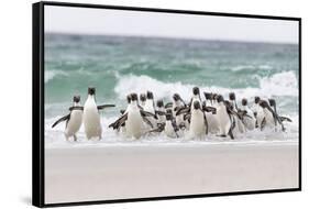 Rockhopper Penguin. Landing as a Group to Give Individuals Safety-Martin Zwick-Framed Stretched Canvas