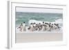 Rockhopper Penguin. Landing as a Group to Give Individuals Safety-Martin Zwick-Framed Photographic Print