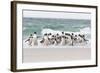 Rockhopper Penguin. Landing as a Group to Give Individuals Safety-Martin Zwick-Framed Photographic Print