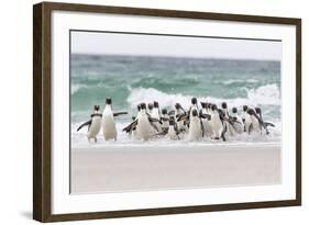 Rockhopper Penguin. Landing as a Group to Give Individuals Safety-Martin Zwick-Framed Photographic Print