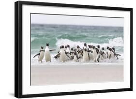 Rockhopper Penguin. Landing as a Group to Give Individuals Safety-Martin Zwick-Framed Photographic Print