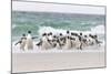 Rockhopper Penguin. Landing as a Group to Give Individuals Safety-Martin Zwick-Mounted Photographic Print