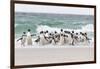 Rockhopper Penguin. Landing as a Group to Give Individuals Safety-Martin Zwick-Framed Photographic Print