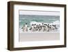 Rockhopper Penguin. Landing as a Group to Give Individuals Safety-Martin Zwick-Framed Photographic Print