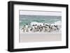 Rockhopper Penguin. Landing as a Group to Give Individuals Safety-Martin Zwick-Framed Photographic Print