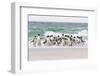 Rockhopper Penguin. Landing as a Group to Give Individuals Safety-Martin Zwick-Framed Photographic Print