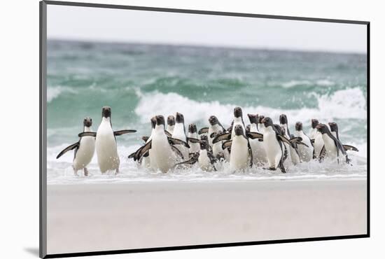 Rockhopper Penguin. Landing as a Group to Give Individuals Safety-Martin Zwick-Mounted Photographic Print