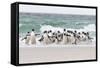 Rockhopper Penguin. Landing as a Group to Give Individuals Safety-Martin Zwick-Framed Stretched Canvas