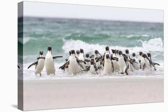 Rockhopper Penguin. Landing as a Group to Give Individuals Safety-Martin Zwick-Stretched Canvas