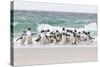 Rockhopper Penguin. Landing as a Group to Give Individuals Safety-Martin Zwick-Stretched Canvas