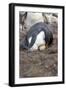 Rockhopper Penguin. Saunders Island. Falkland Islands.-Tom Norring-Framed Photographic Print