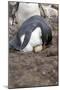 Rockhopper Penguin. Saunders Island. Falkland Islands.-Tom Norring-Mounted Photographic Print