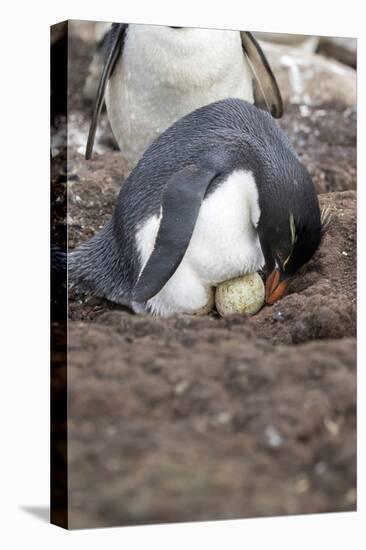 Rockhopper Penguin. Saunders Island. Falkland Islands.-Tom Norring-Stretched Canvas