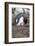 Rockhopper Penguin. Saunders Island. Falkland Islands.-Tom Norring-Framed Photographic Print