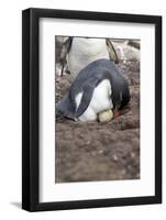 Rockhopper Penguin. Saunders Island. Falkland Islands.-Tom Norring-Framed Photographic Print