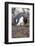 Rockhopper Penguin. Saunders Island. Falkland Islands.-Tom Norring-Framed Photographic Print