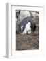 Rockhopper Penguin. Saunders Island. Falkland Islands.-Tom Norring-Framed Photographic Print