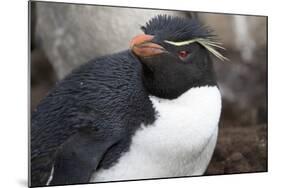 Rockhopper Penguin. Saunders Island. Falkland Islands.-Tom Norring-Mounted Photographic Print