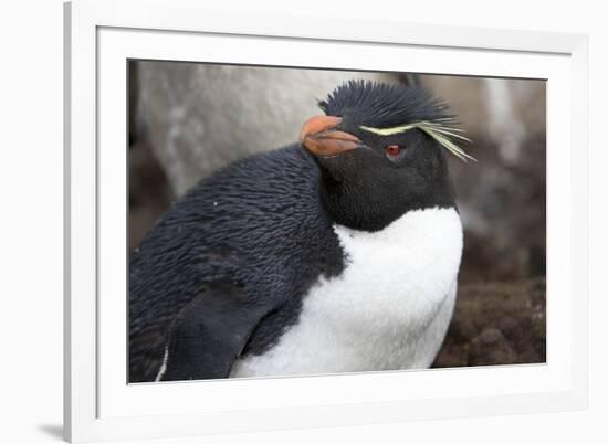 Rockhopper Penguin. Saunders Island. Falkland Islands.-Tom Norring-Framed Photographic Print