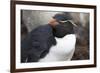 Rockhopper Penguin. Saunders Island. Falkland Islands.-Tom Norring-Framed Photographic Print