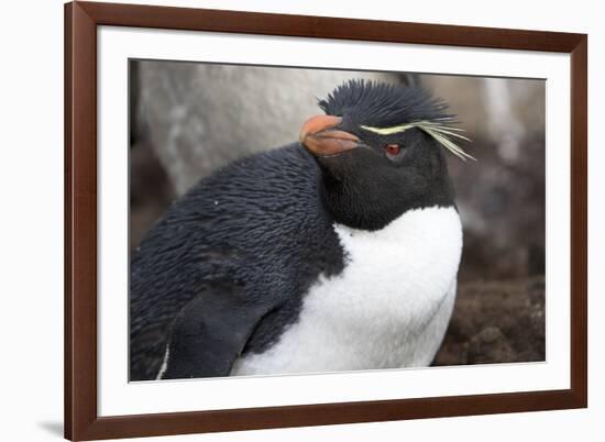 Rockhopper Penguin. Saunders Island. Falkland Islands.-Tom Norring-Framed Photographic Print