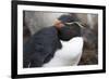 Rockhopper Penguin. Saunders Island. Falkland Islands.-Tom Norring-Framed Photographic Print