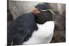 Rockhopper Penguin. Saunders Island. Falkland Islands.-Tom Norring-Mounted Photographic Print