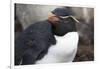 Rockhopper Penguin. Saunders Island. Falkland Islands.-Tom Norring-Framed Photographic Print