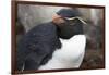 Rockhopper Penguin. Saunders Island. Falkland Islands.-Tom Norring-Framed Photographic Print