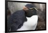 Rockhopper Penguin. Saunders Island. Falkland Islands.-Tom Norring-Framed Photographic Print