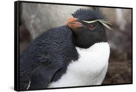 Rockhopper Penguin. Saunders Island. Falkland Islands.-Tom Norring-Framed Stretched Canvas