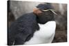 Rockhopper Penguin. Saunders Island. Falkland Islands.-Tom Norring-Stretched Canvas