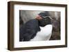 Rockhopper Penguin. Saunders Island. Falkland Islands.-Tom Norring-Framed Photographic Print