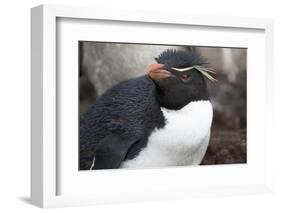 Rockhopper Penguin. Saunders Island. Falkland Islands.-Tom Norring-Framed Photographic Print