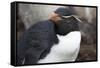 Rockhopper Penguin. Saunders Island. Falkland Islands.-Tom Norring-Framed Stretched Canvas