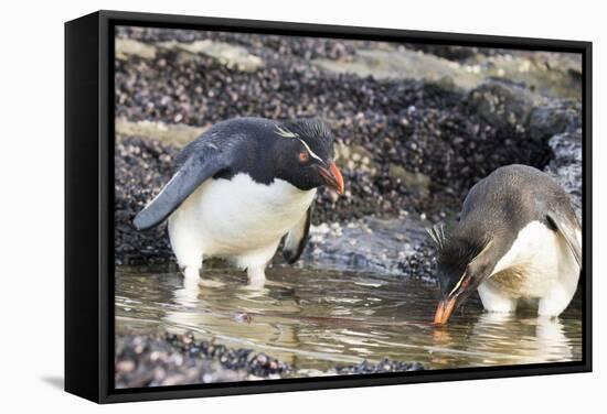 Rockhopper Penguin, Subspecies Southern Rockhopper Penguin-Martin Zwick-Framed Stretched Canvas